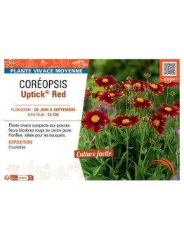 COREOPSIS UPTICK® RED