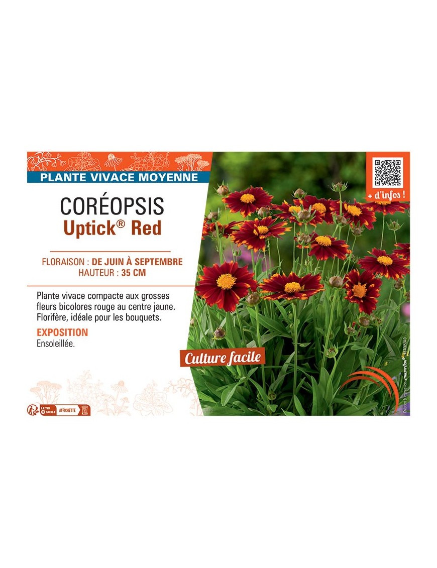 COREOPSIS UPTICK® RED