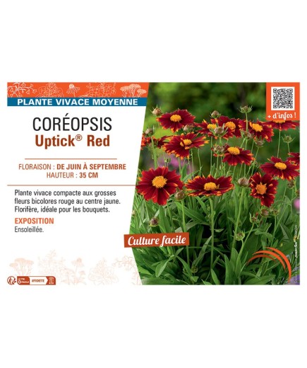COREOPSIS UPTICK® RED