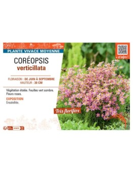 COREOPSIS VERTICILLATA (rose)