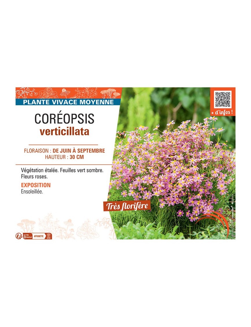 COREOPSIS VERTICILLATA (rose)