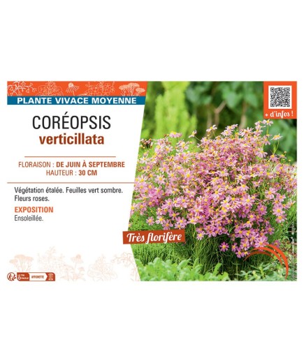COREOPSIS VERTICILLATA (rose)