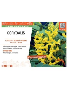 CORYDALIS