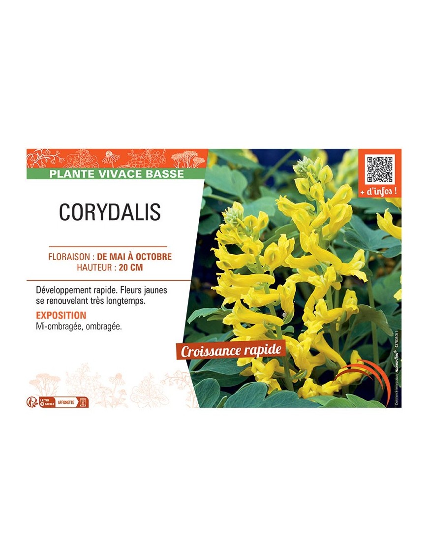 CORYDALIS