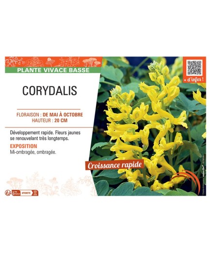 CORYDALIS