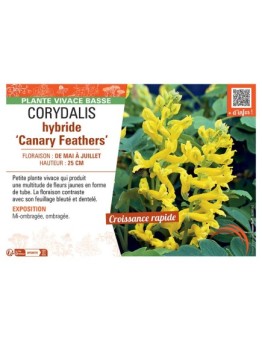 CORYDALIS HYBRIDE CANARY FEATHERS