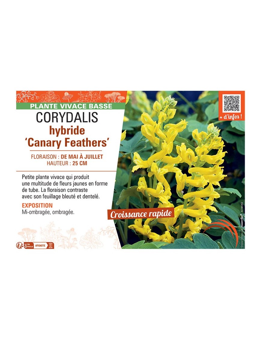 CORYDALIS HYBRIDE CANARY FEATHERS