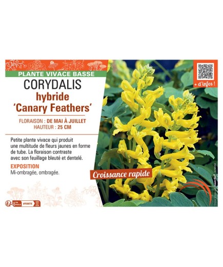 CORYDALIS HYBRIDE CANARY FEATHERS