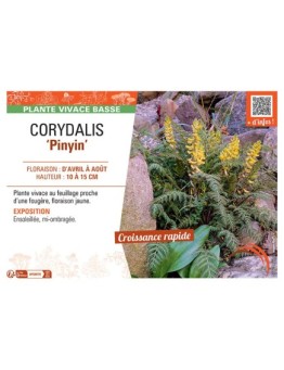 CORYDALIS PINYIN