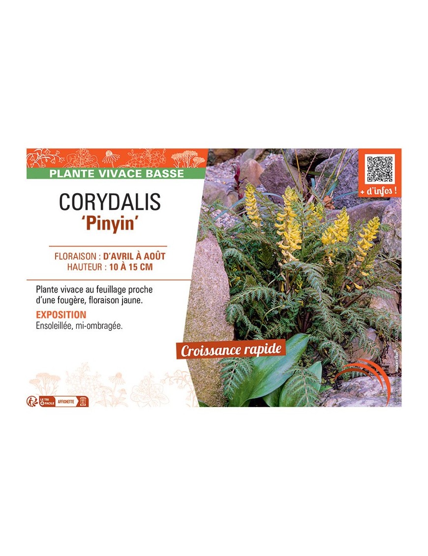 CORYDALIS PINYIN