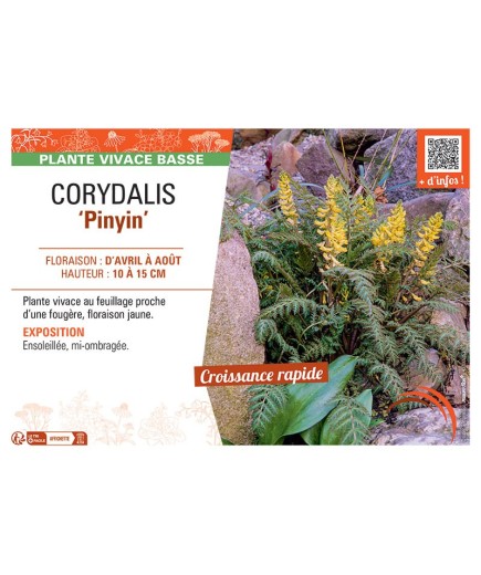CORYDALIS PINYIN