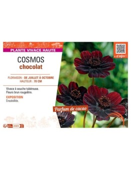COSMOS CHOCOLAT