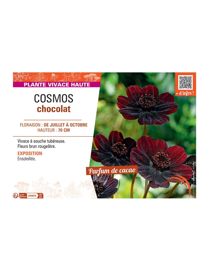 COSMOS CHOCOLAT
