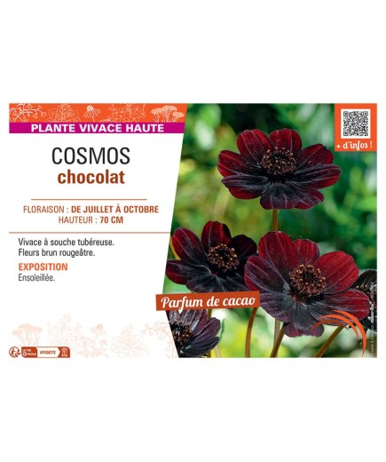 COSMOS CHOCOLAT
