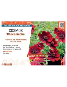 COSMOS CHOCOMACHA