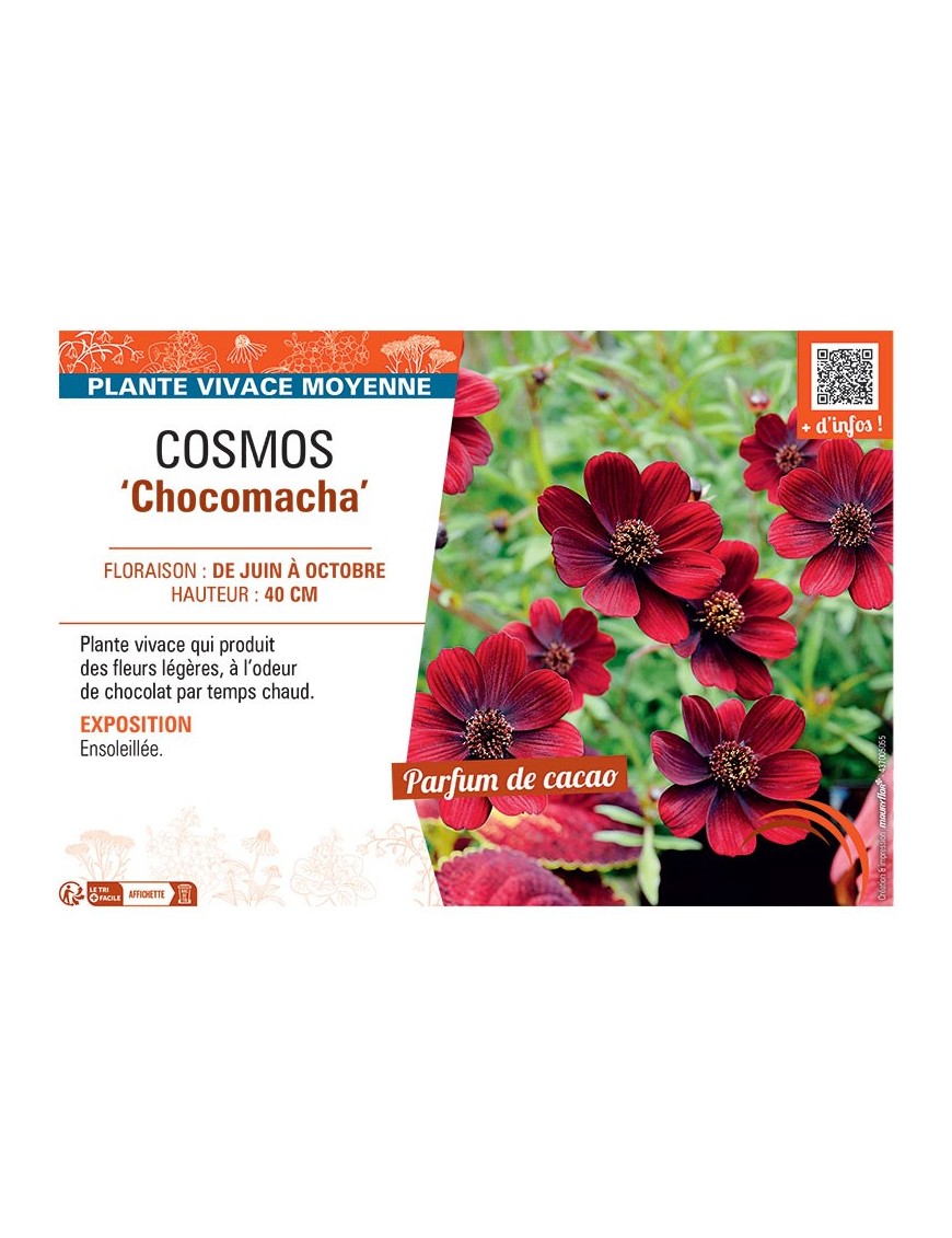 COSMOS CHOCOMACHA