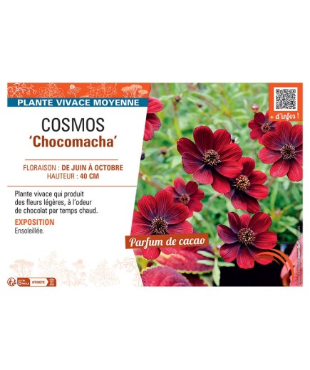 COSMOS CHOCOMACHA
