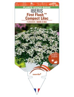 IBERIS (sempervirens) First FlushTM Compact Lilac
