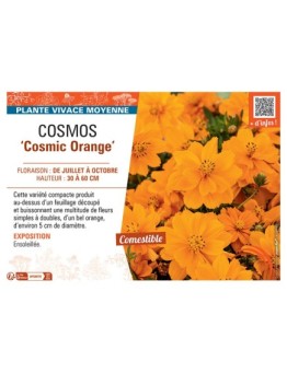 COSMOS COSMIC ORANGE