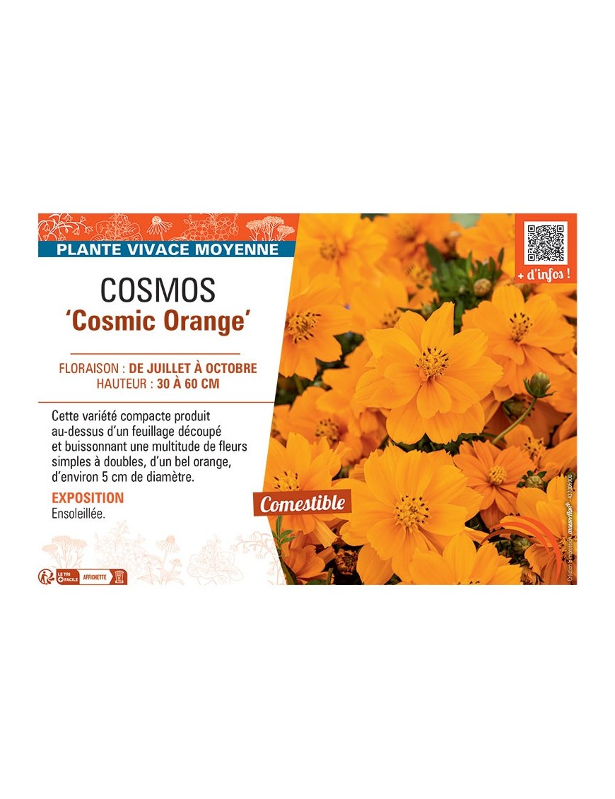 COSMOS COSMIC ORANGE