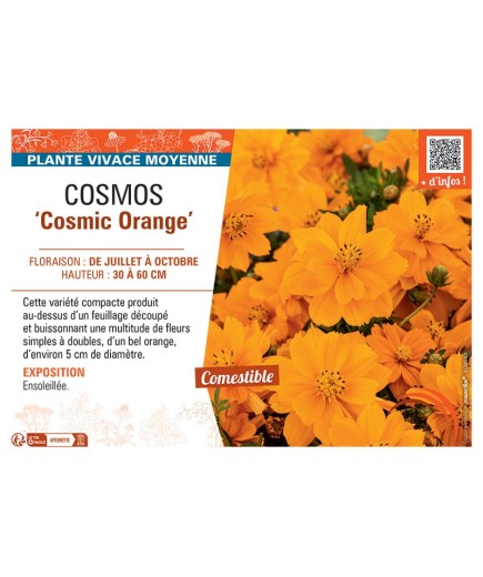 COSMOS COSMIC ORANGE