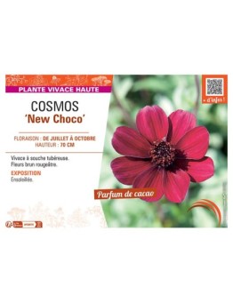 COSMOS NEW CHOCO