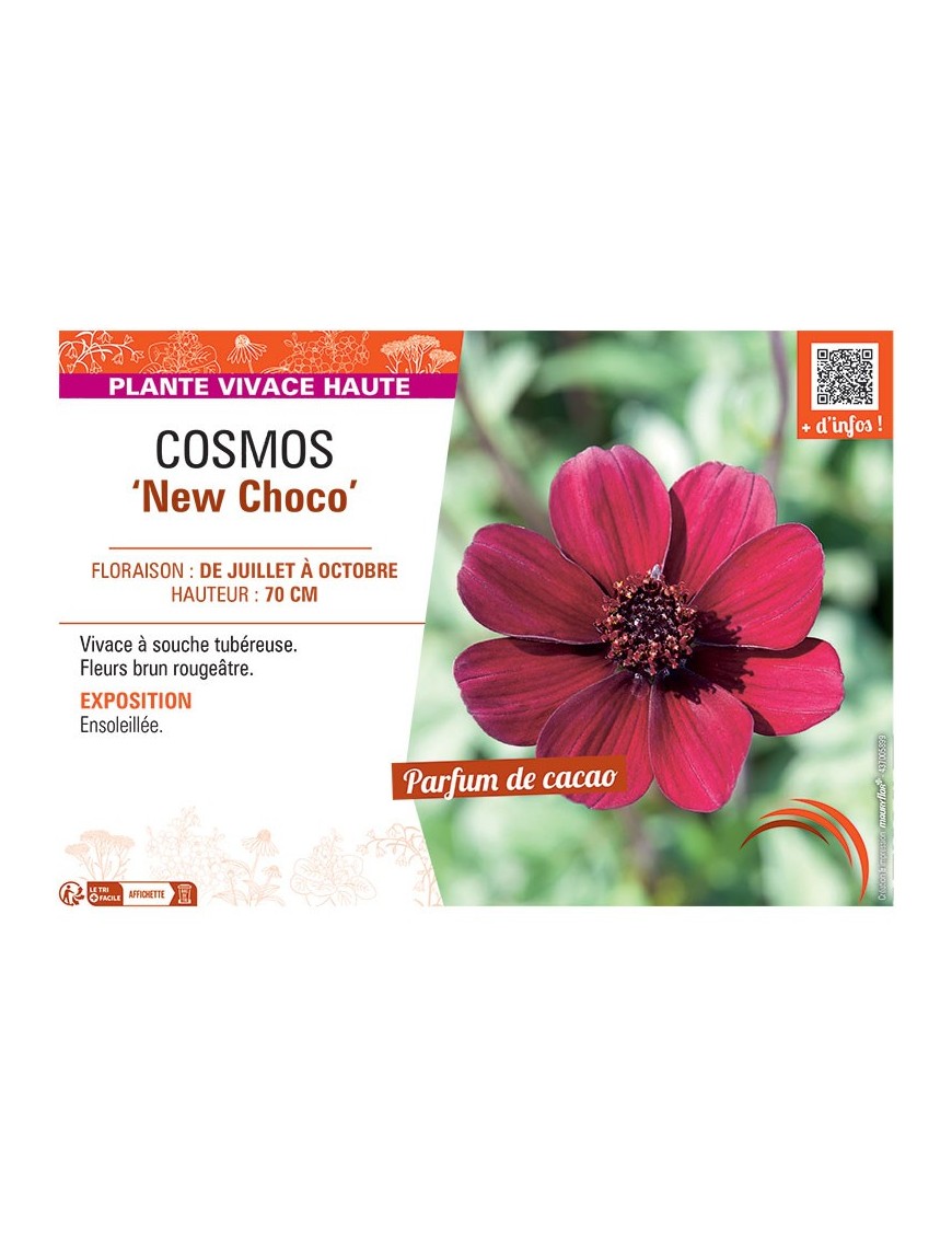 COSMOS NEW CHOCO
