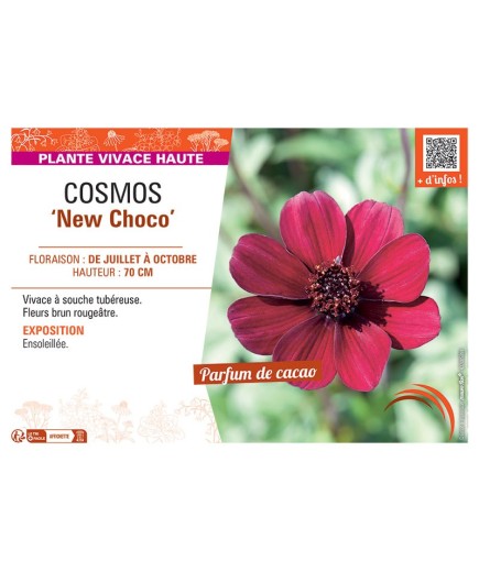 COSMOS NEW CHOCO