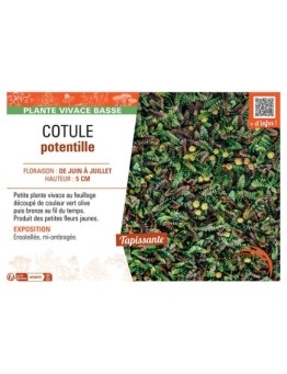 COTULE POTENTILLE