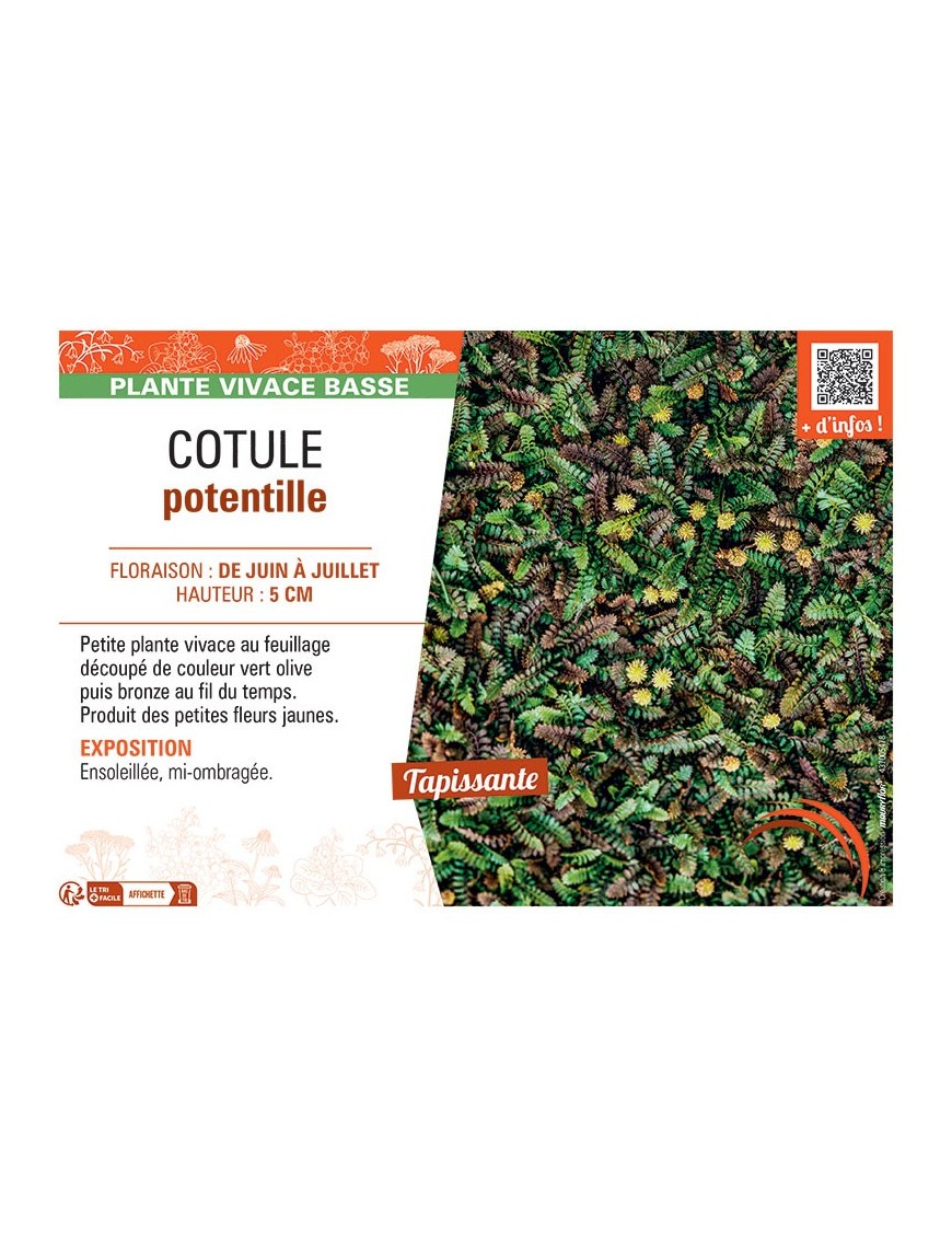 COTULE POTENTILLE