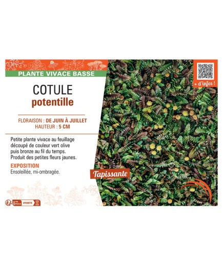 COTULE POTENTILLE