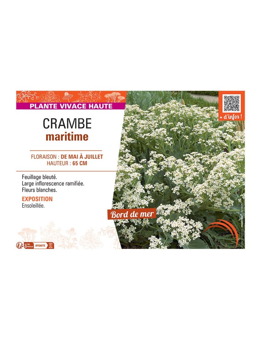 CRAMBE MARITIME