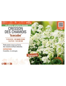 CRESSON DES CHAMOIS ICECUBE
