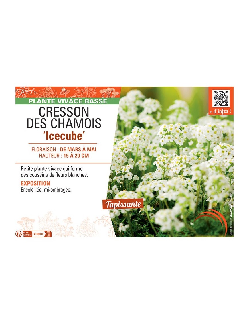 CRESSON DES CHAMOIS ICECUBE