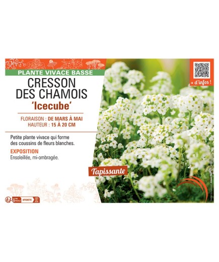 CRESSON DES CHAMOIS ICECUBE