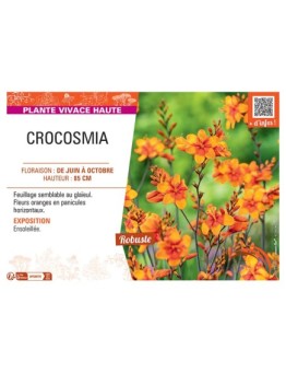 CROCOSMIA (orange)