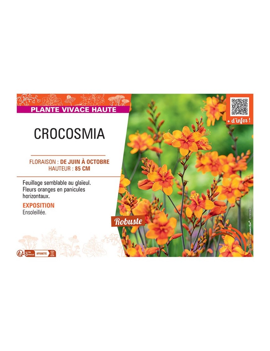 CROCOSMIA (orange)