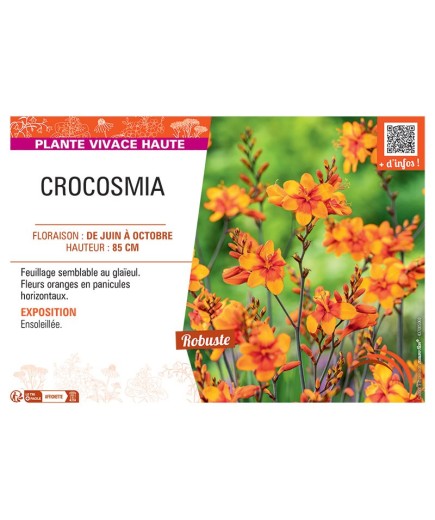 CROCOSMIA (orange)