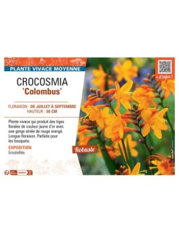 CROCOSMIA COLOMBUS