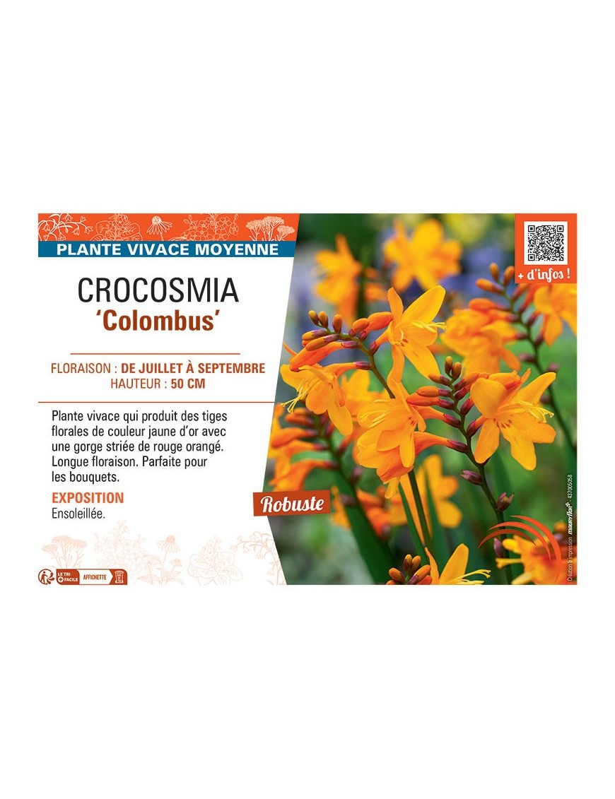 CROCOSMIA COLOMBUS