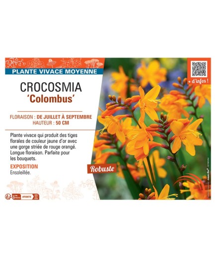 CROCOSMIA COLOMBUS