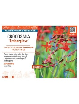 CROCOSMIA EMBERGLOW