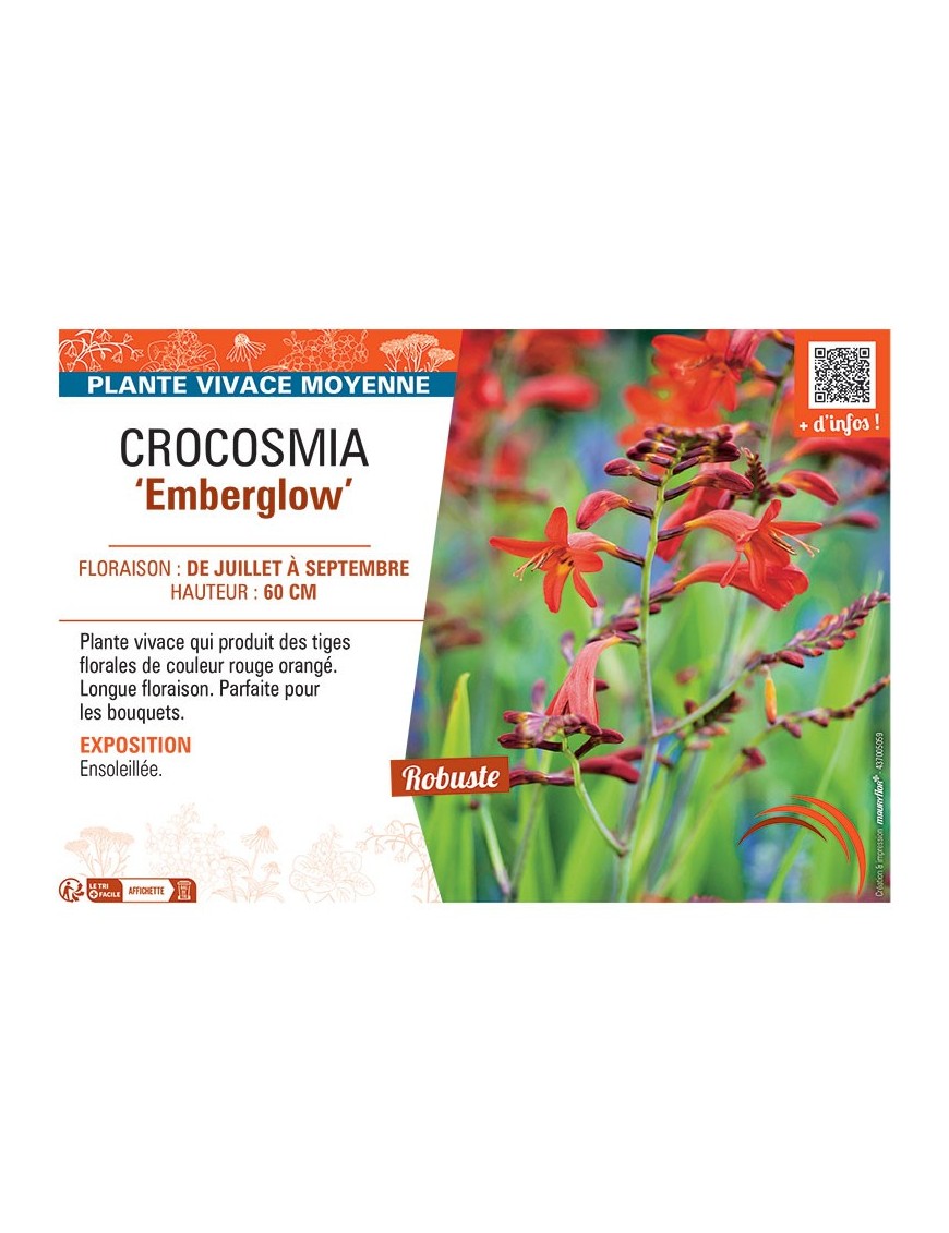 CROCOSMIA EMBERGLOW
