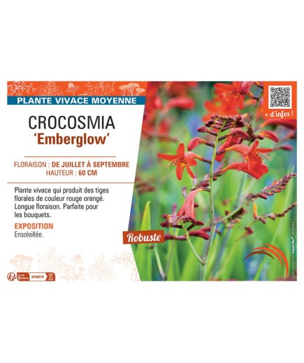 CROCOSMIA EMBERGLOW