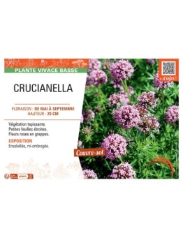 CRUCIANELLA