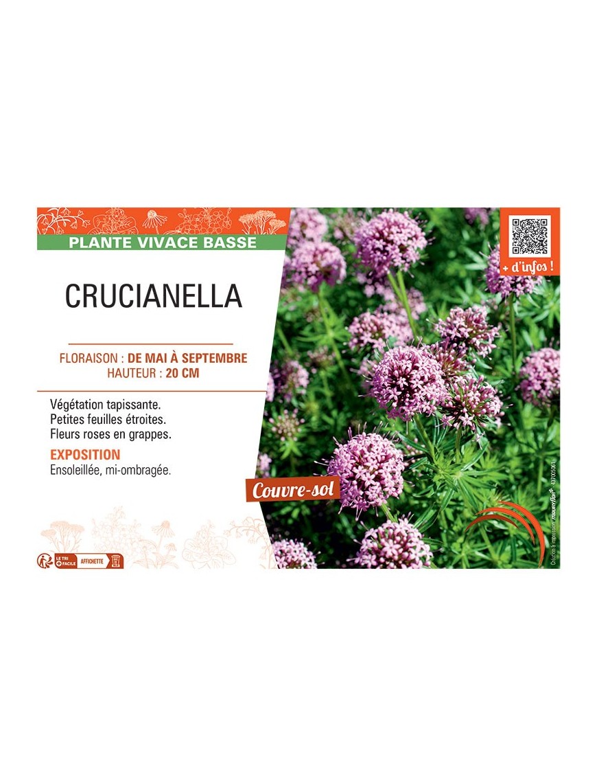 CRUCIANELLA