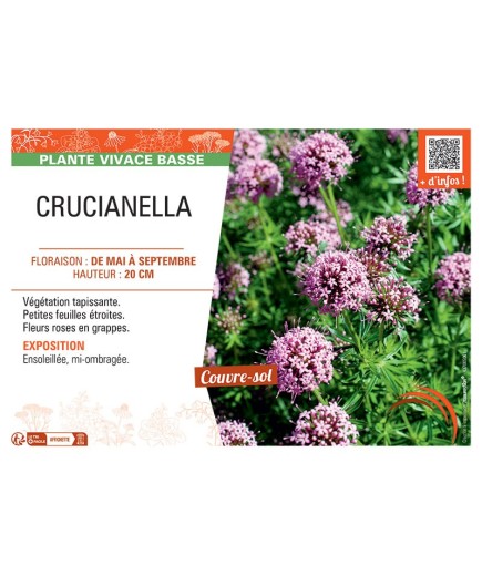 CRUCIANELLA