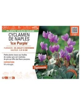 CYCLAMEN DE NAPLES ICE PURPLE