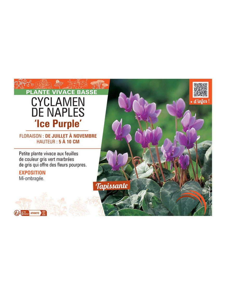 CYCLAMEN DE NAPLES ICE PURPLE