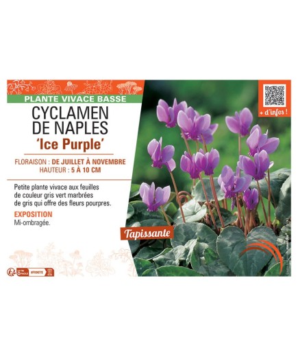 CYCLAMEN DE NAPLES ICE PURPLE